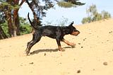 DOBERMANN 172